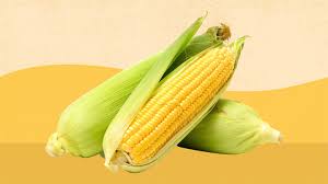 Does corn contain cancer-causing fungus?