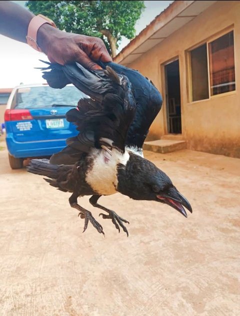 Is there spiritual undertone to Crows’ behaviours? Here is all you need to know