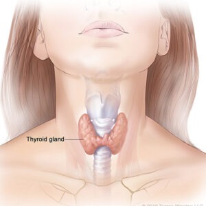Applying perfume on your neck does not alter thyroid function, as claimed