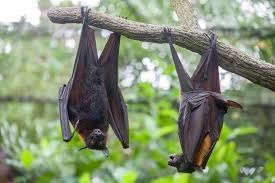 Nipah Virus: What it is, how it spreads, and why it matters