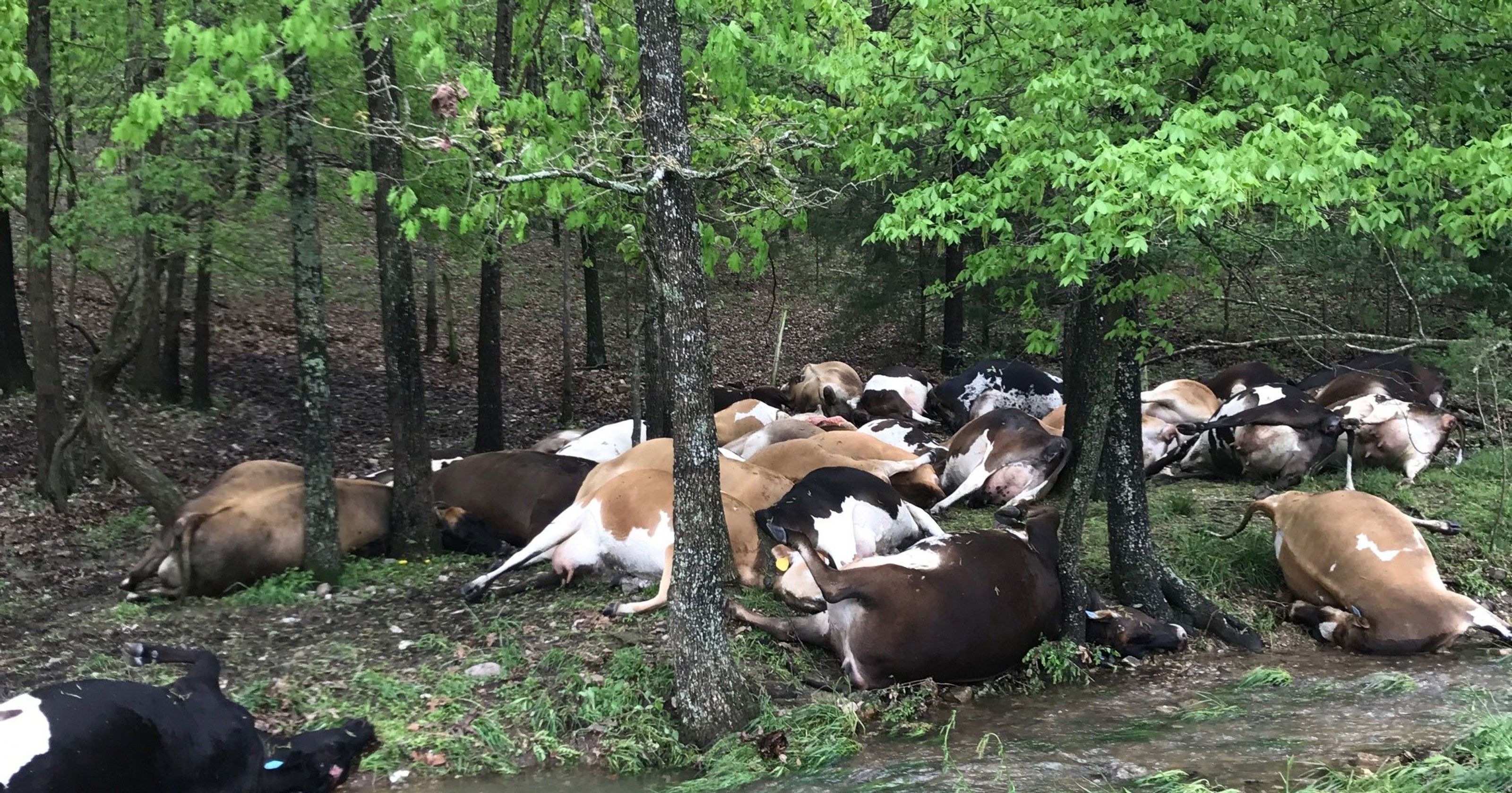 Image accompanying A claim that Thunder Kills 23 Cows In Ekiti