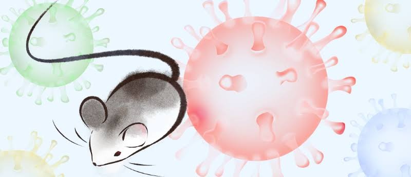Verifying viral odd claims about hantavirus on social media