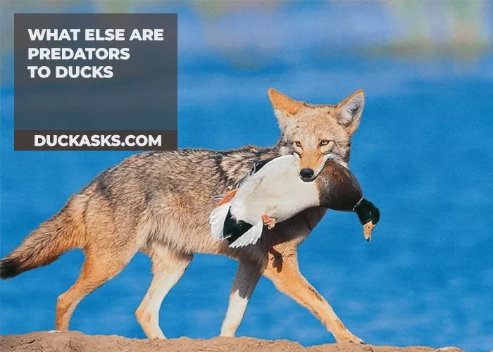 Are Ducks Scared Of Owls? Duck Asks