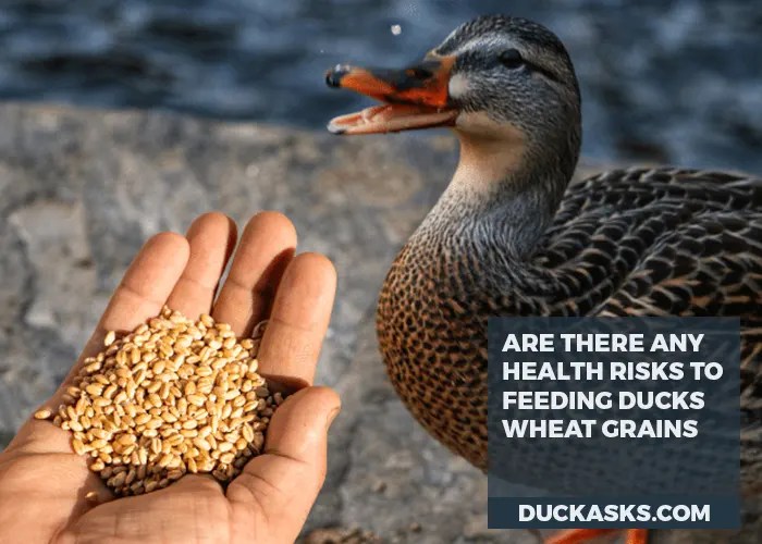 Are Wheat Grains Good For Ducks? Duck Asks