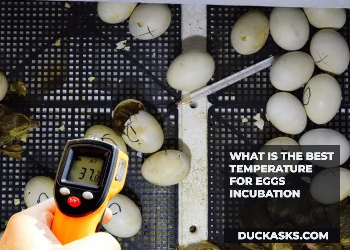 What Temperature Do Ducks Need To Be Incubated? Duck Asks