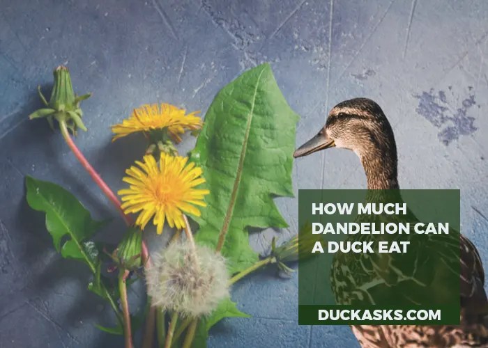 Can Ducks Eat Dandelions? Duck Asks