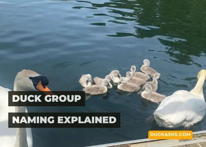 What Do You Call A Group Of Ducklings? Duck Asks