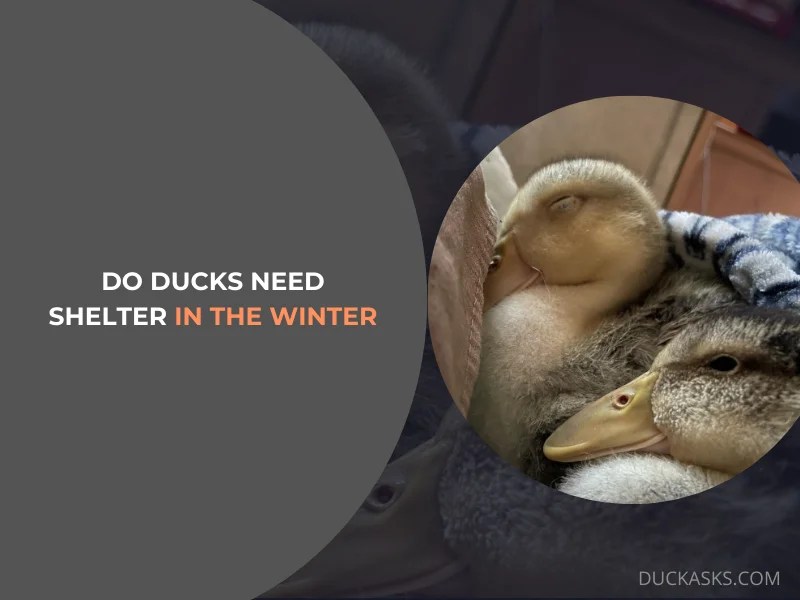What Temperature Is Too Cold For Ducks? Duck Asks