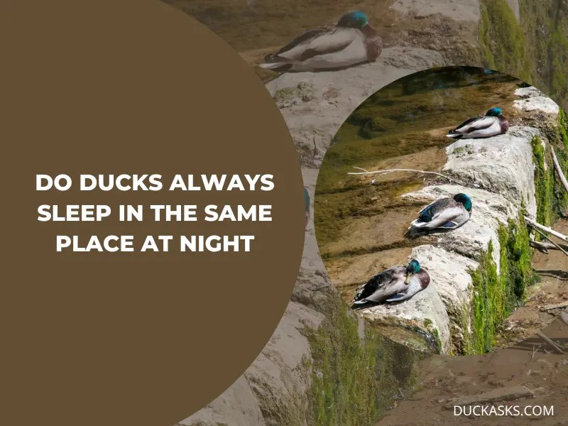 Where Do Ducks Sleep At Night? Duck Asks