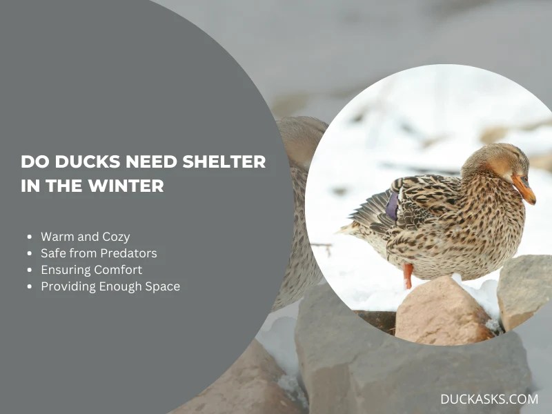 Where Do Ducks Sleep In The Winter? Duck Asks