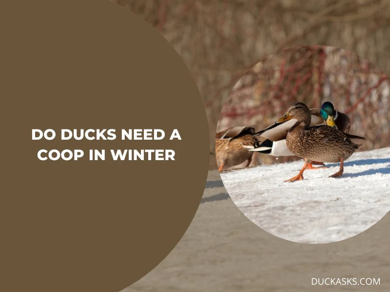 Where Do Ducks Sleep In The Winter? Duck Asks