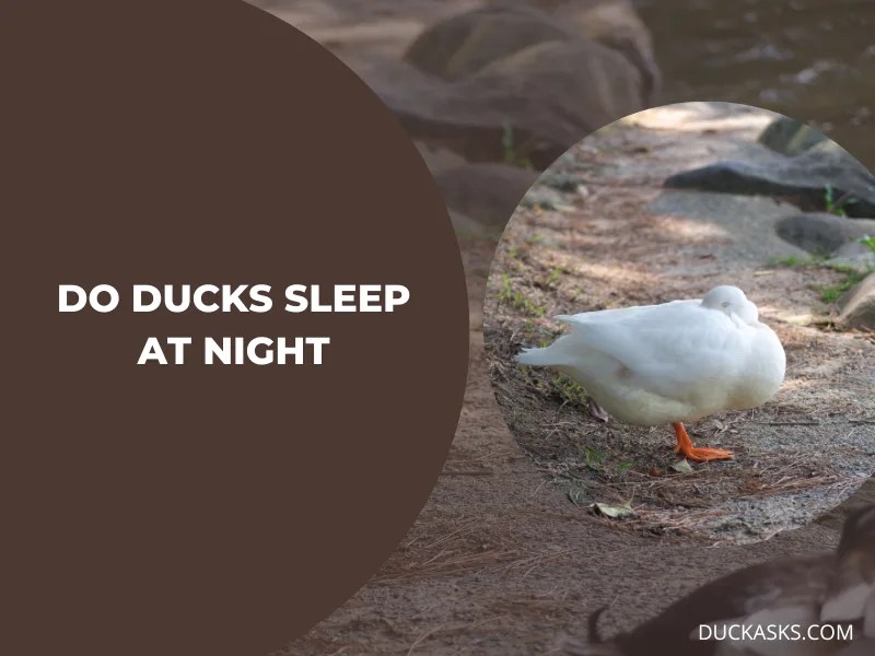 Where Do Ducks Sleep At Night? Duck Asks