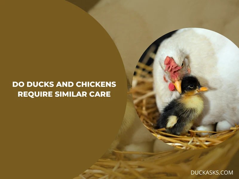 Can Ducks Live With Chickens? Duck Asks