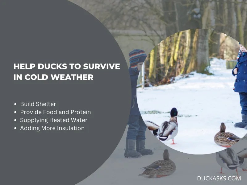Can Ducks Live In Cold Weather? Duck Asks