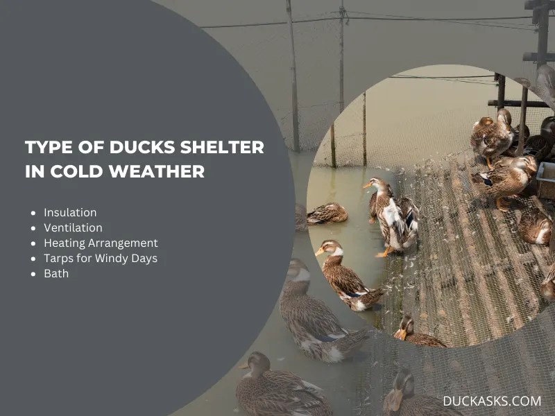 Can Ducks Live In Cold Weather? Duck Asks