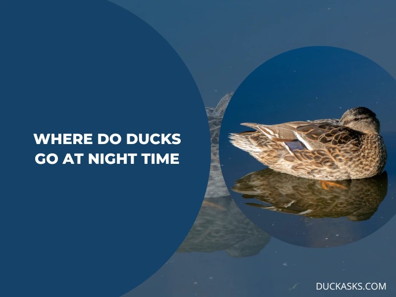 Where Do Ducks Sleep At Night? Duck Asks