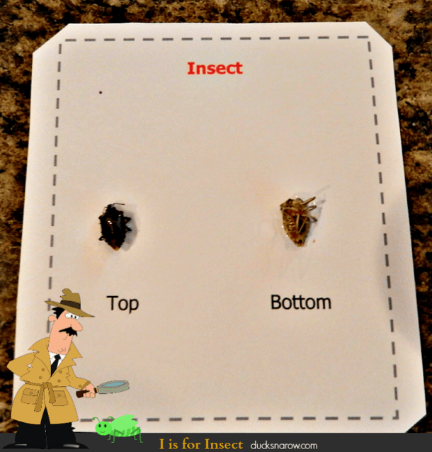 I is for Insect science discovery activity for preschoolers - just find 2 dead bugs and a magnifying glass! STEM ece preschool activities, kids science, insects, stink bugs, bugs