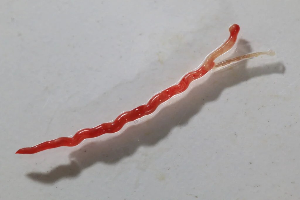 8 internal duck parasites you should be aware of