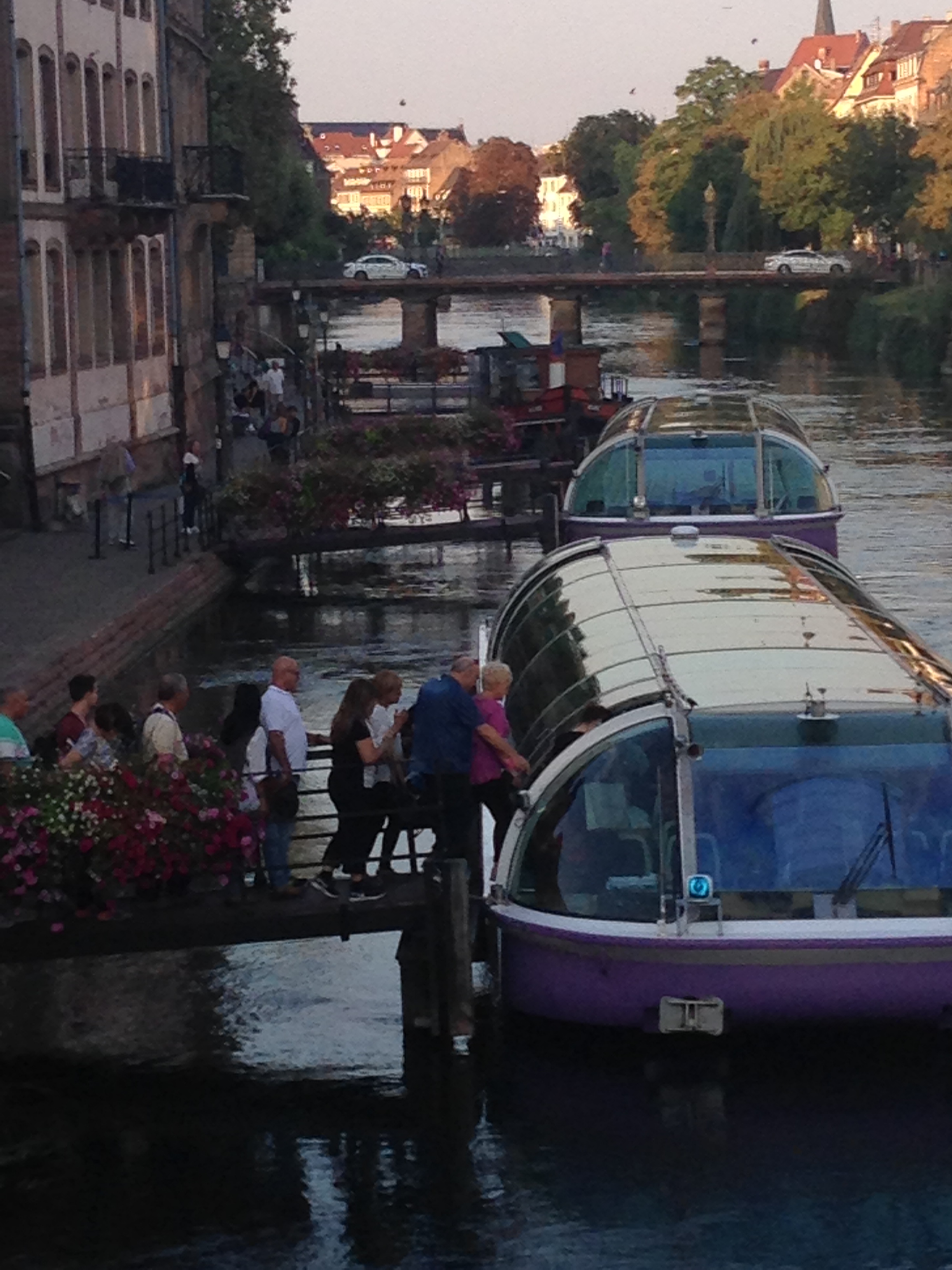 tourists in their natural habitat