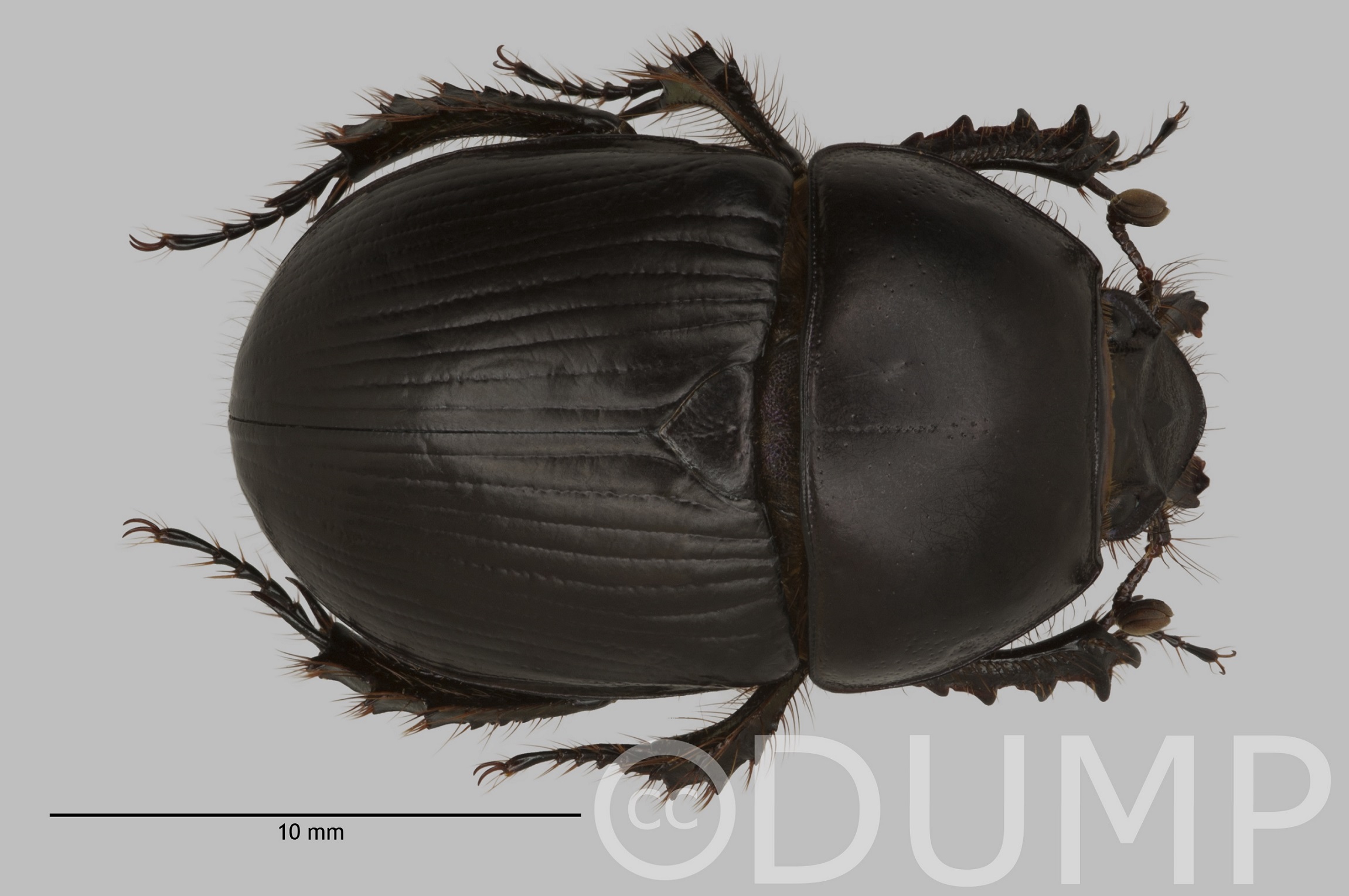 Identification | Dung beetle UK Mapping Project