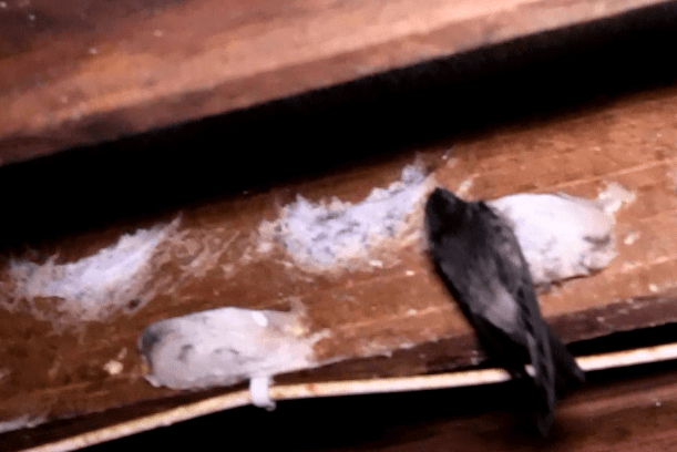 Cara meningkatkan kelembaban rumah burung walet. Trik Agar Walet Cepat Bikin Sarang Dunia Walet