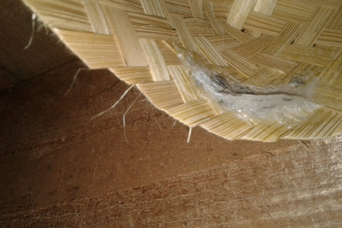 Ini Waktu Yang Tepat Panen Sarang Walet Suara Peternakan Dalam sebuah gedung walet dengan tinggi lebih dari 1 lantai maka mutlak harus disediakan lubang antar lantai. Ini Waktu Yang Tepat Panen Sarang Walet Suara Peternakan Setelah itu walet terbang keluar gedung.