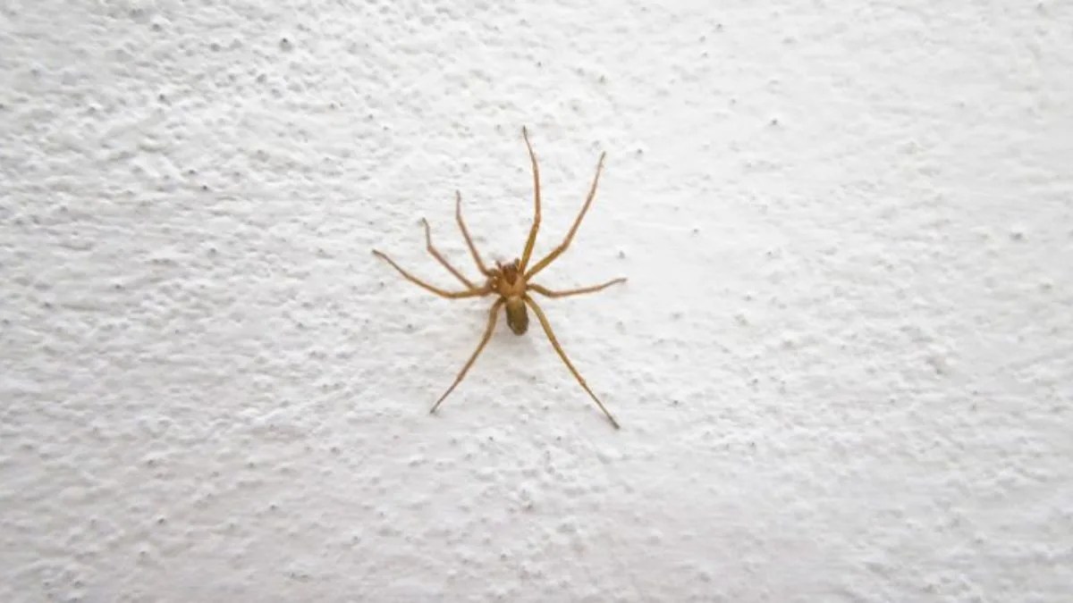 ¿Es realmente mortal su mordedura? Mitos y verdades de la araña de rincón » DUPLOS.CL