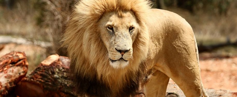 Overnight Tours Durban Safaris