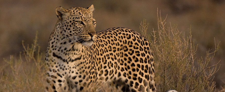 Durban Safaris Durban South Africa Safaris And Holiday Tours