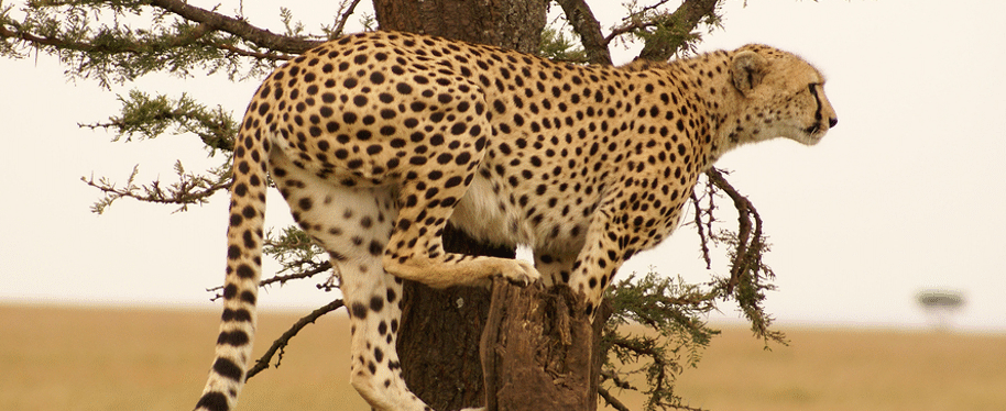 Durban Safaris Durban South Africa Safaris And Holiday Tours