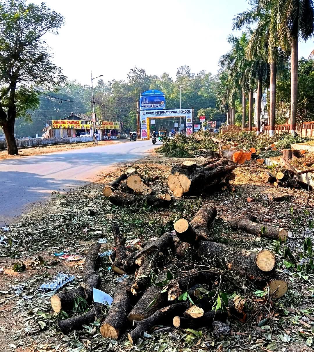 রাস্তা সম্প্রসারণে কাটা হচ্ছে গাছ, আপত্তি বিজ্ঞানমঞ্চের