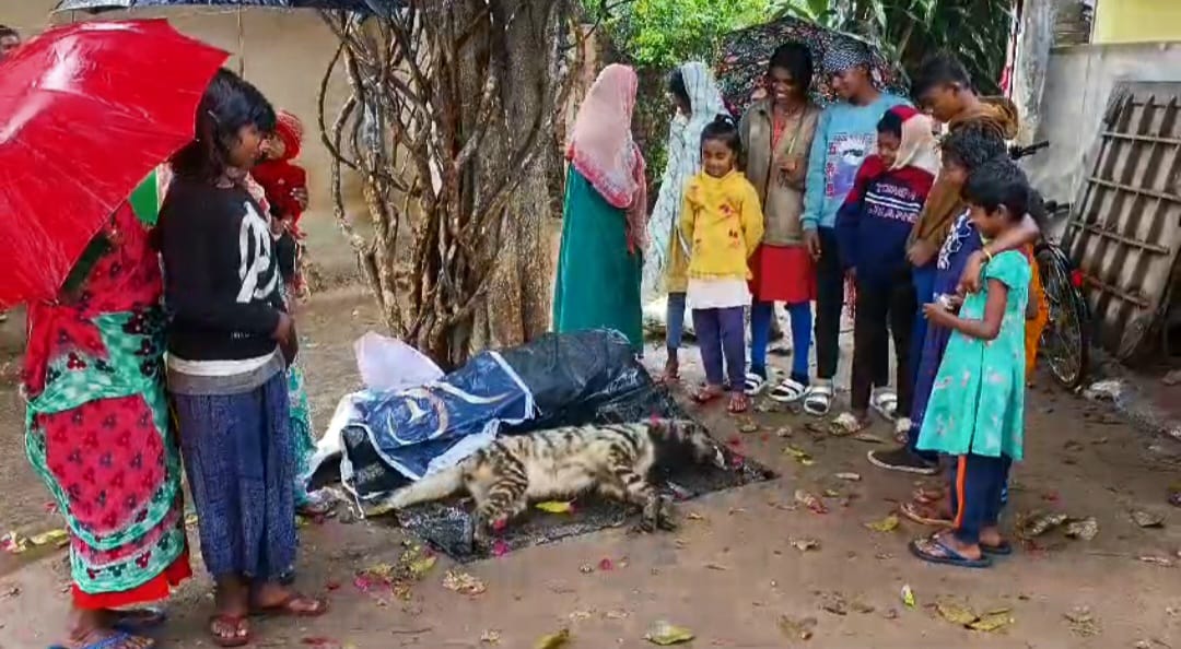 Breaking News. গাড়ির ধাক্কায় হায়নার মৃত্যু দুর্গাপুর শহরে! আতঙ্ক এলাকায়