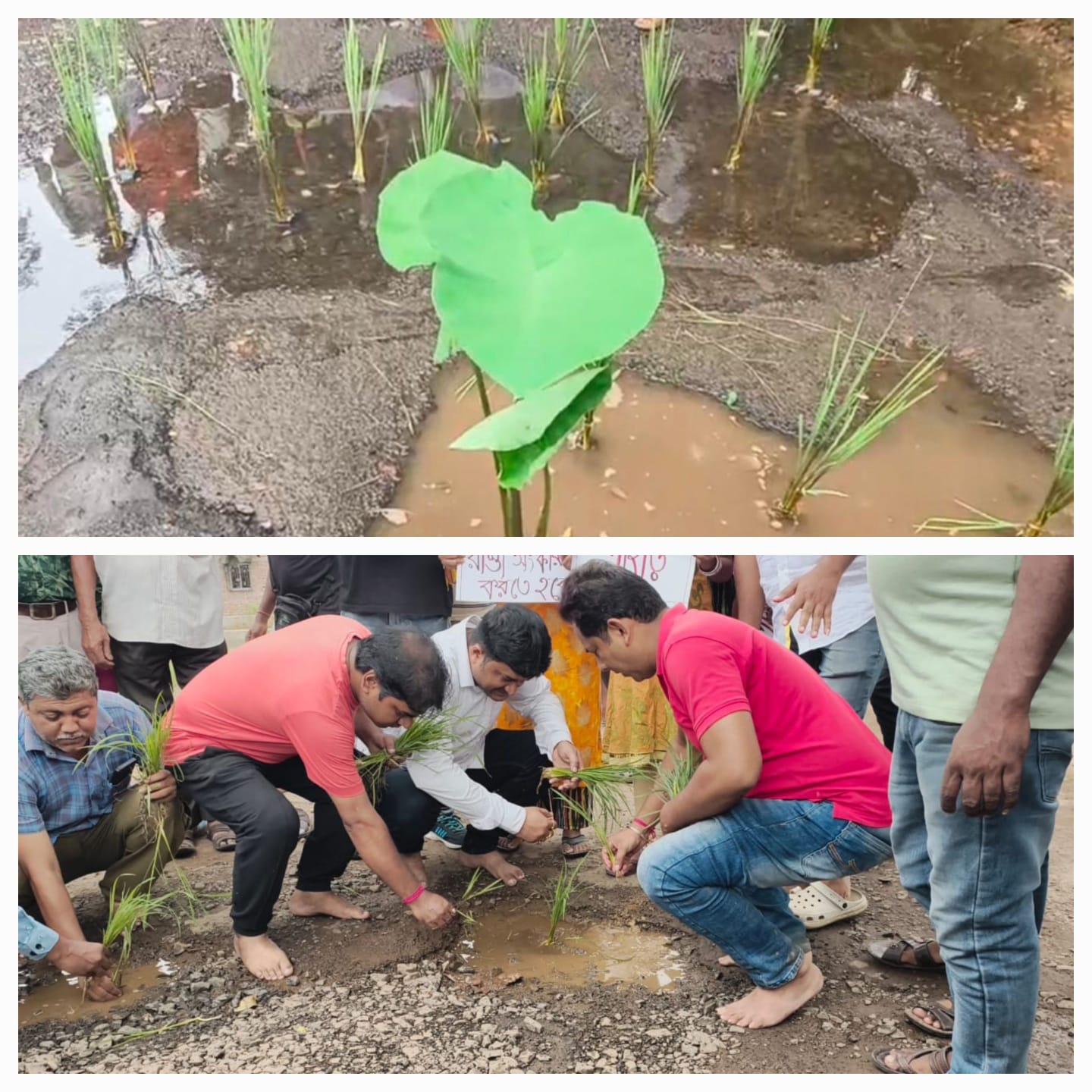 বেহাল রাস্তার হাল ফেরানোর দাবিতে রাস্তায় রাস্তায় ধান ও কচু গাছ পুঁতছে বিজেপি!