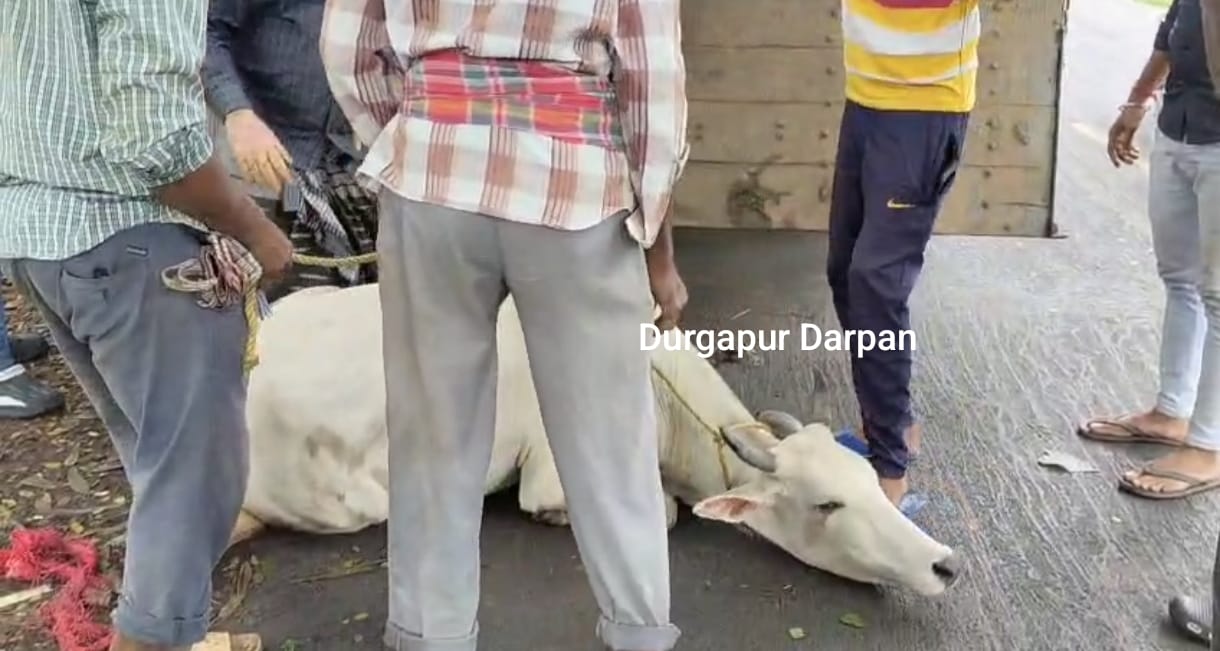 গরুপাচারের অভিযোগ ঘিরে উত্তাল ডিপিএল কলোনি এলাকা