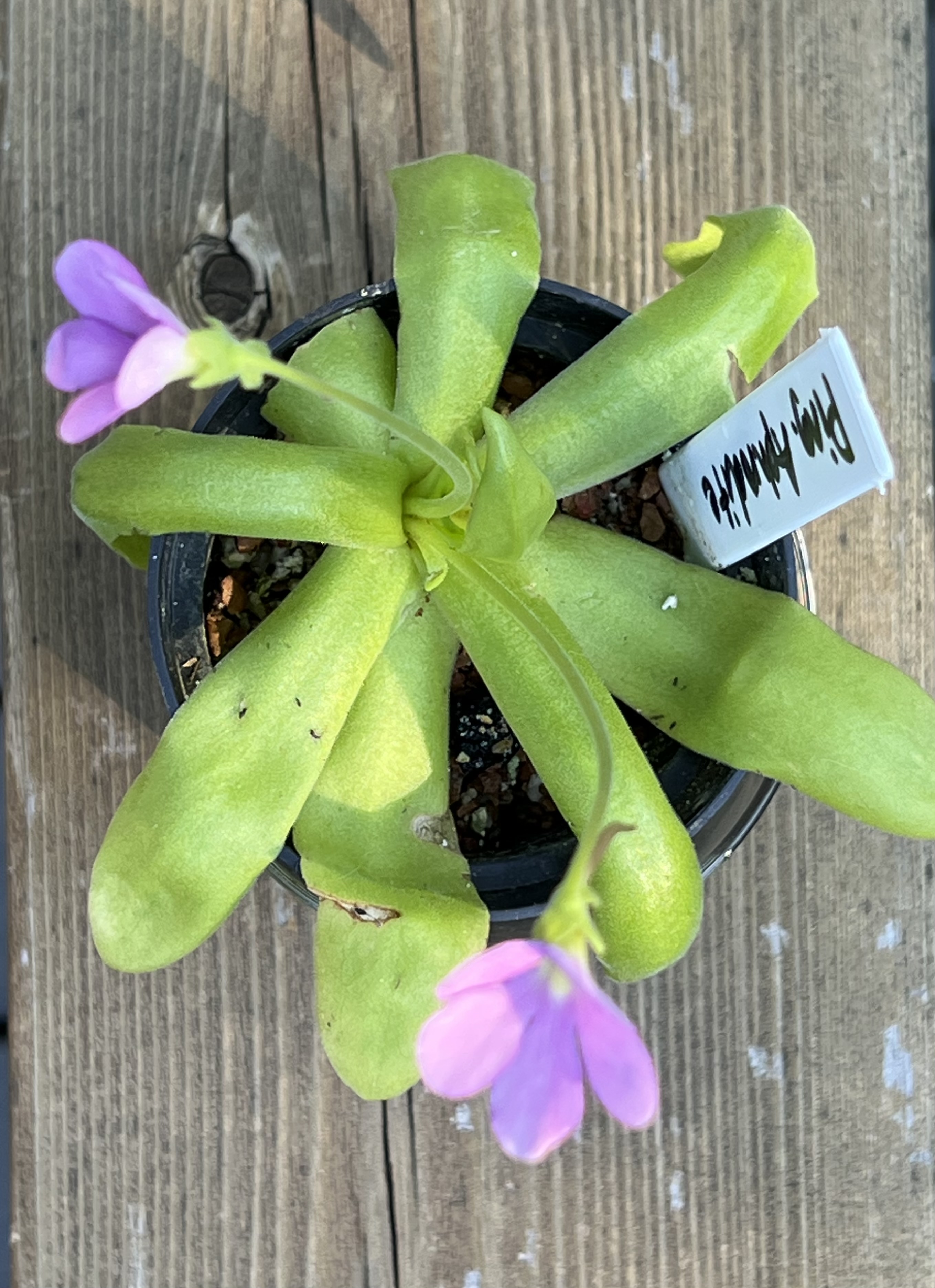 Discover the Fascinating Butterwort Plant