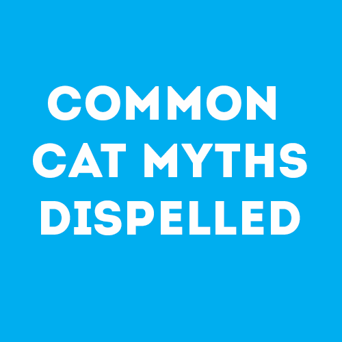 common-cat-myths-dispelled-feature