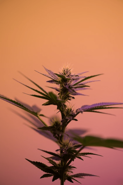 Trim Daddy review