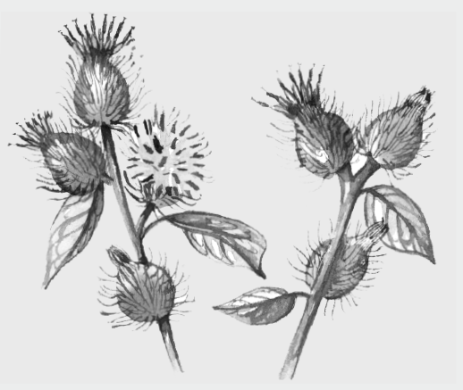 Cómo curarse con la miel, propóleos y jalea real – How to Heal Yourself with Honey, Propolis, and Royal Jelly