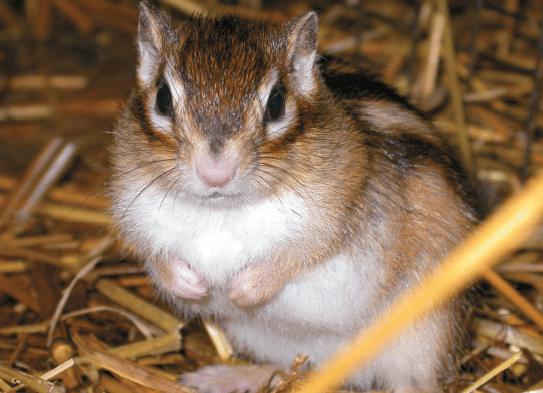 Mi… Ardilla – My… Squirrel