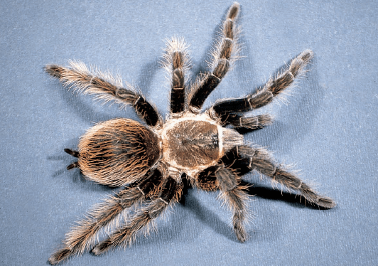 Las arañas gigantes – The giant spiders