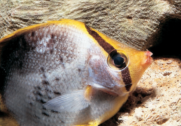 El acuario tropical de agua marina – The tropical seawater aquarium