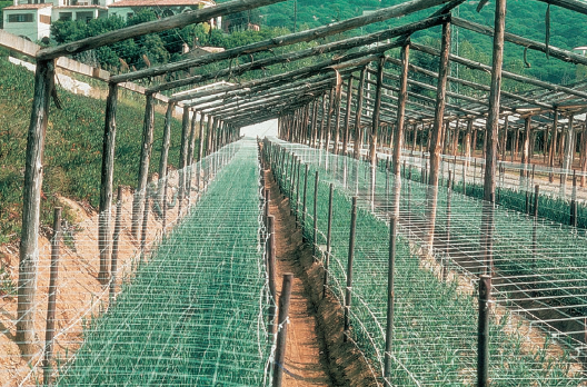 Los árboles frutales – Fruit trees