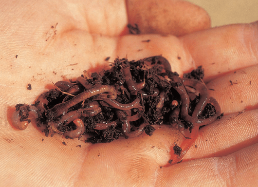 Cría moderna de las lombrices y utilización rentable del humus – Modern earthworm farming and profitable utilization of humus
