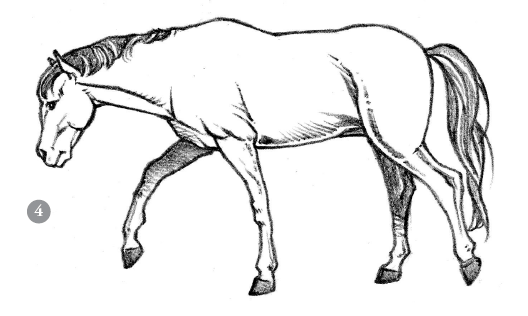 Pferde Zeichnen. Praktischer Leitfaden zum Zeichnen von Pferden – Drawing Horses: A Practical Guide to Drawing Horses – German version