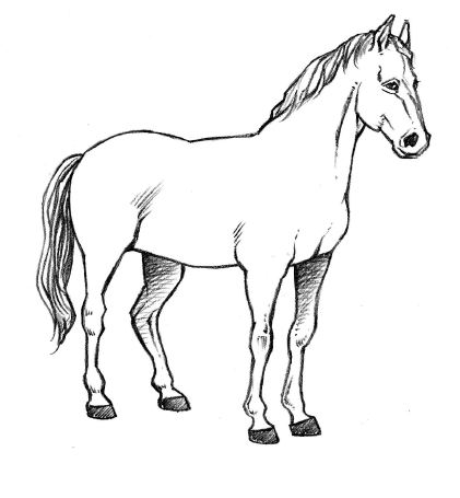 Dessiner des Chevaux – Drawing Horses – German version