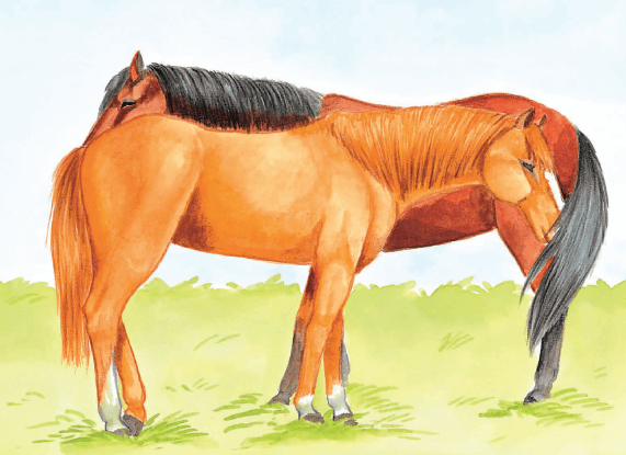 Let’s learn English and discover the world of animals – English Version