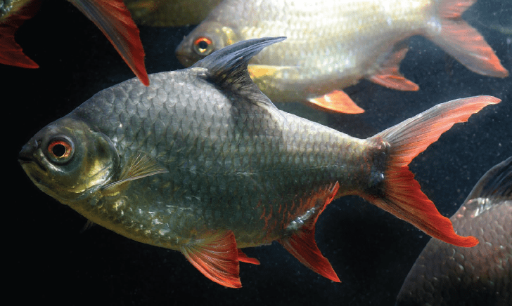 Guía para el comprador de peces tropicales – Tropical Fish Buyer’s Guide