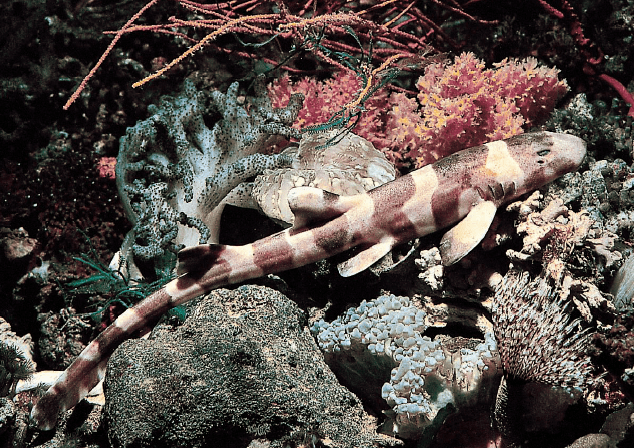 El gran libro del acuario tropical – The Big Book of the Tropical Aquarium