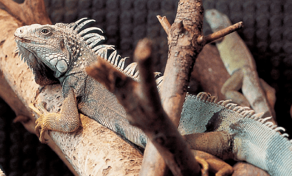 La iguana – The Iguana