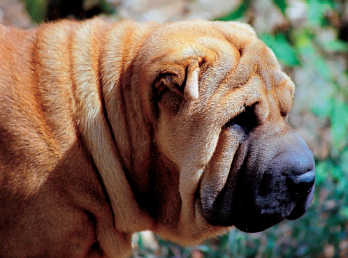 El shar-pei: Normas para escoger el cachorro adecuado, entender su lenguaje, adiestramiento, prevención y tratamiento de las enfermedades, acicalamiento – The shar-pei: Rules for choosing the right puppy, understanding their language, training, prevention and treatment of diseases, grooming
